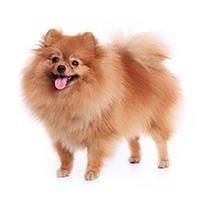 Spitz nain