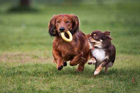 Deux petits chiens jouant ensemble à l'extérieur image