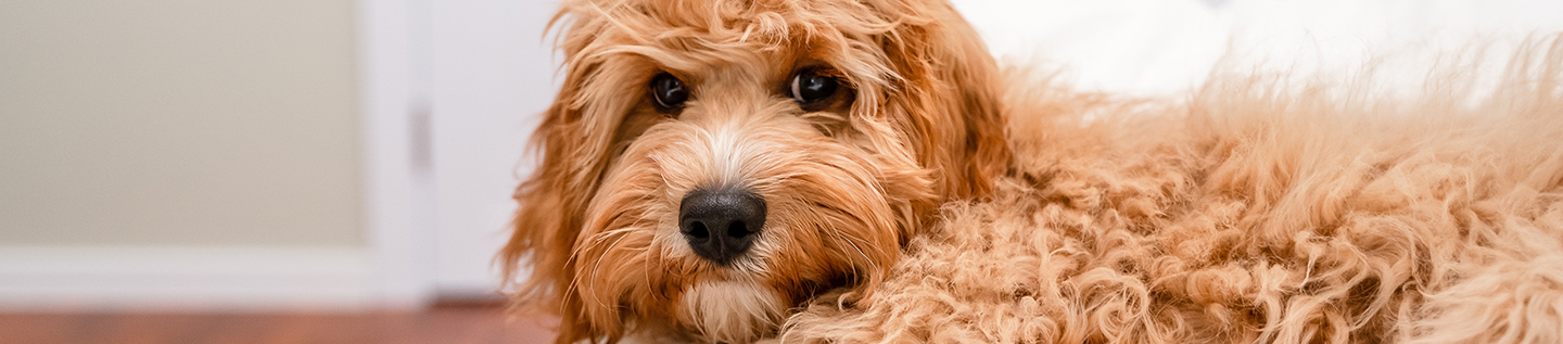 Un chien de race Cavapoo ou Cockapoo dort sur un lit blanc à la maison.