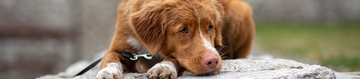 un chien triste allongé sur un rocher