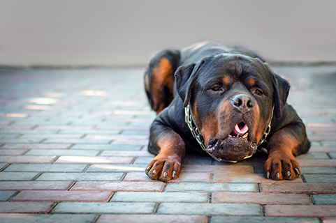 chien malade sur le point de vomir image