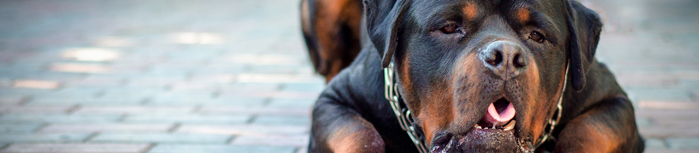 chien malade sur le point de vomir