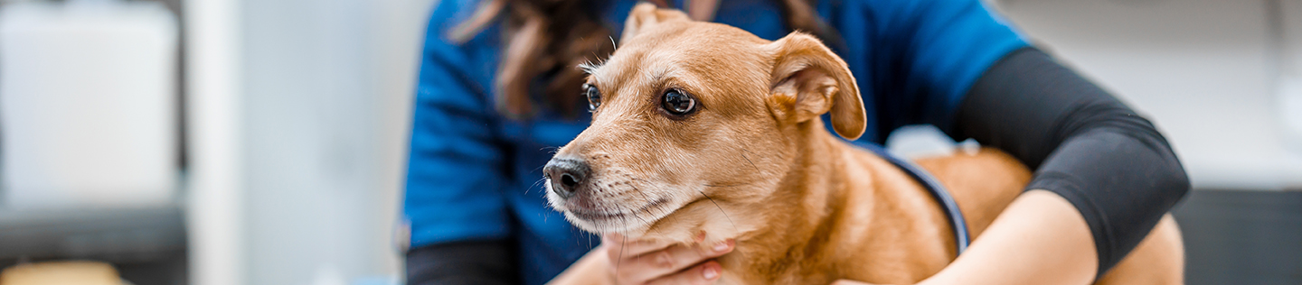 vétérinaire examinant un chien chez le vétérinaire