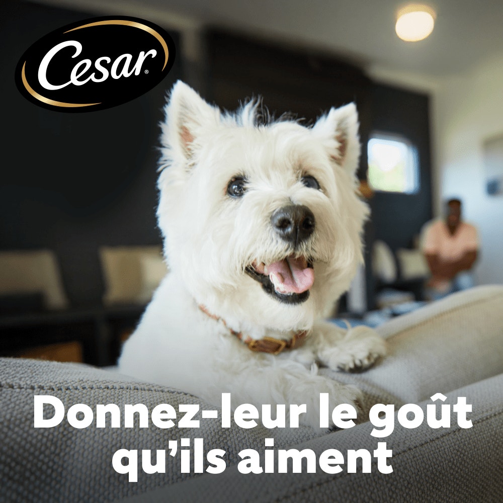 CESAR® Croquettes Adultes petite taille au Bœuf et Volaille fraîche 1.4kg - 4