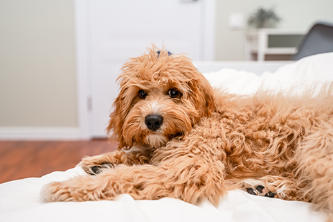 Un chien de race Cavapoo ou Cockapoo dort sur un lit blanc à la maison.