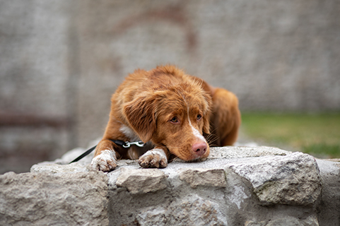 un chien triste allongé sur un rocher