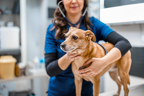 vétérinaire examinant un chien chez le vétérinaire