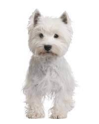 Westy chien shop